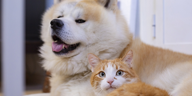 Assurance chien ou chat sans plafond de remboursement
